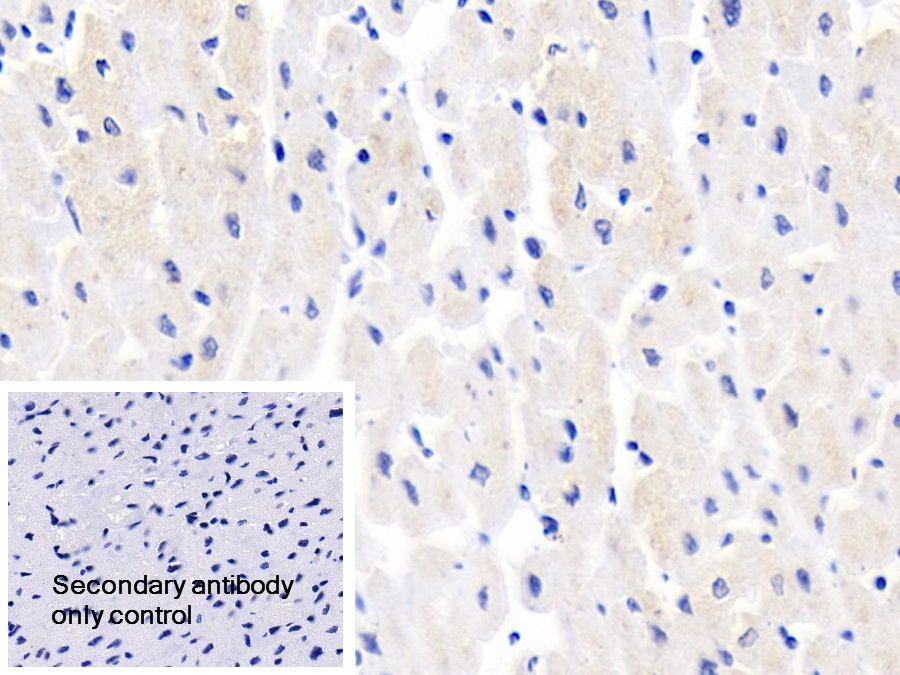 Polyclonal Antibody to Glucose Transporter 4 (GLUT4)