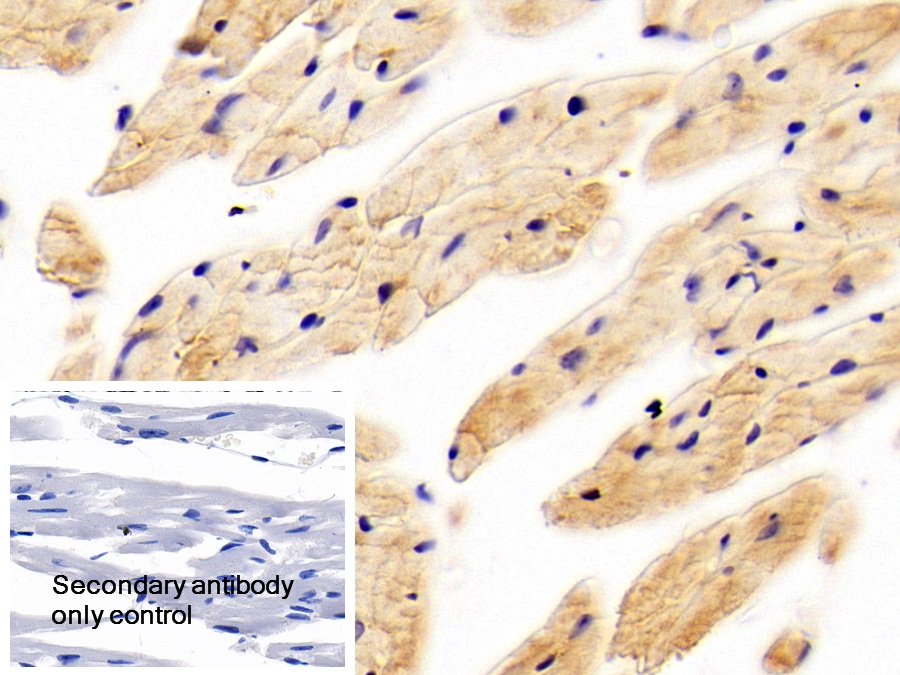 Polyclonal Antibody to Glucose Transporter 4 (GLUT4)