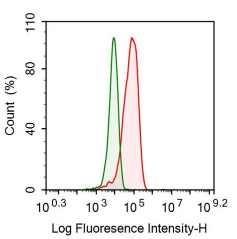 Polyclonal Antibody to Creatine Kinase B (CK-BB)