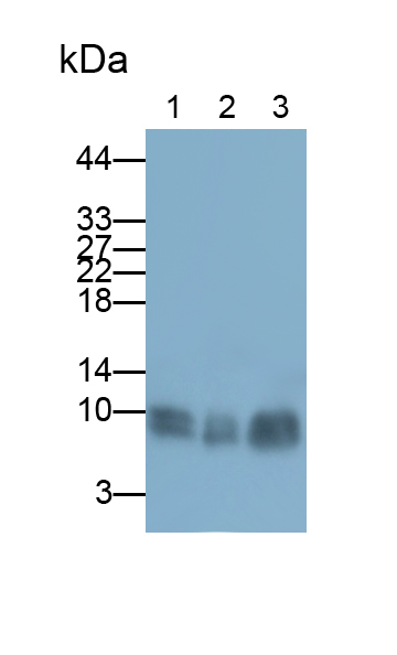 Polyclonal Antibody to S100 Calcium Binding Protein A7 (S100A7)