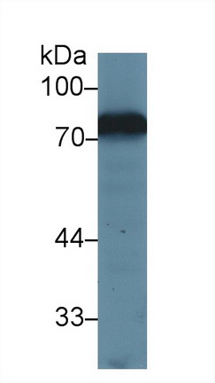 Polyclonal Antibody to Transferrin (TF)