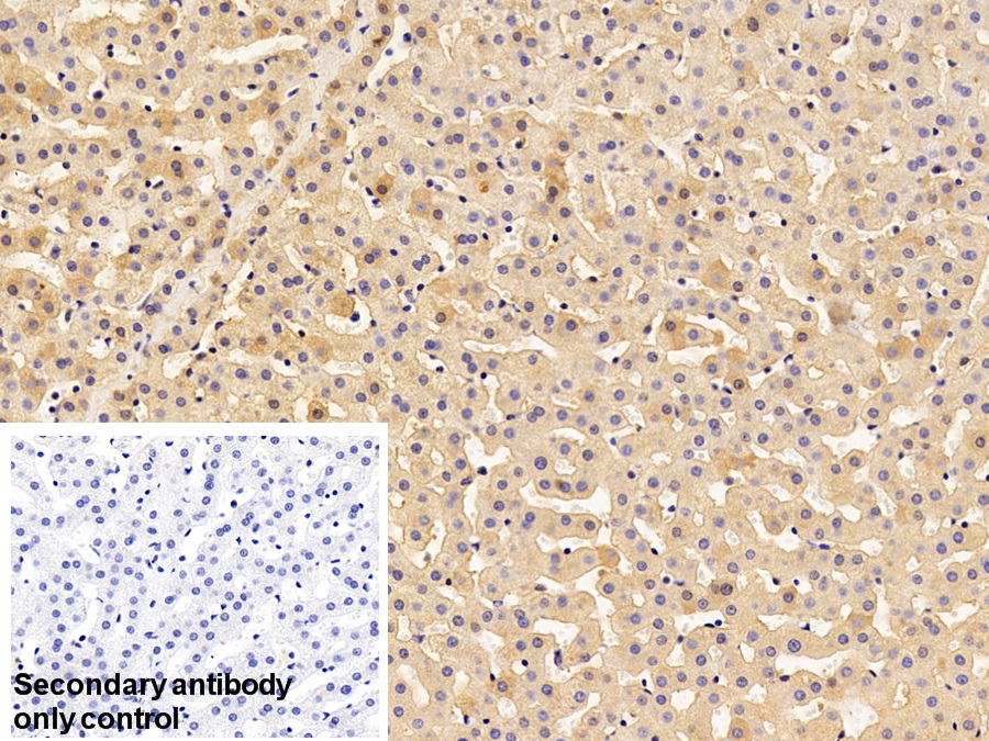 Polyclonal Antibody to Transferrin (TF)