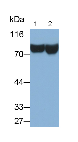 Polyclonal Antibody to Transferrin (TF)