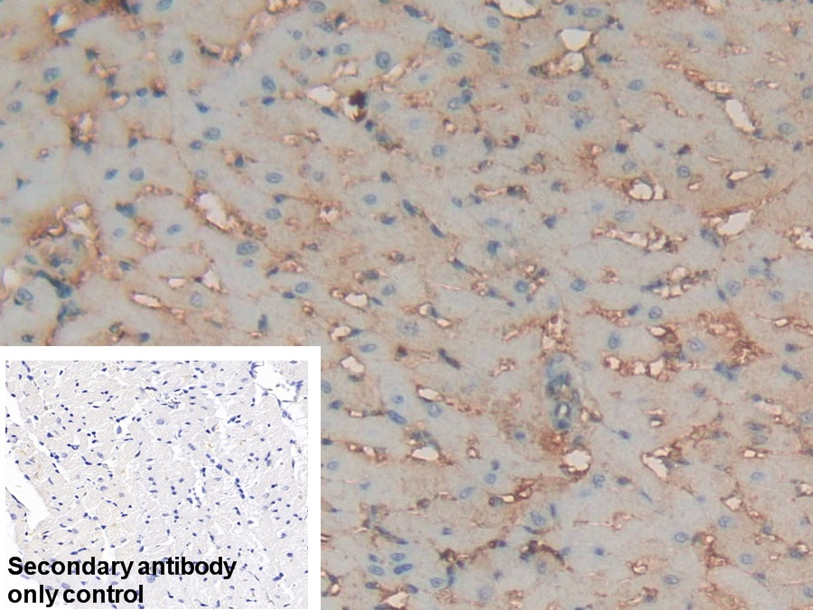 Polyclonal Antibody to Transferrin (TF)