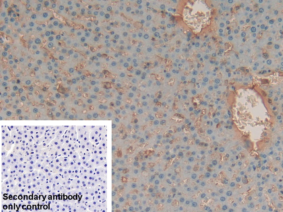 Polyclonal Antibody to Transferrin (TF)