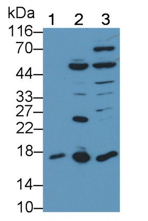 Polyclonal Antibody to Survivin (Surv)