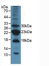 Polyclonal Antibody to Survivin (Surv)