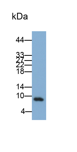 Polyclonal Antibody to S100 Calcium Binding Protein A10 (S100A10)