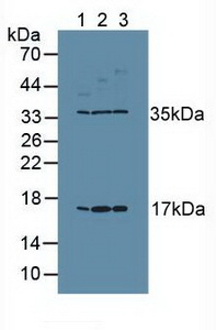 Polyclonal Antibody to Ki-67 Protein (Ki-67)