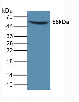 Polyclonal Antibody to Matrix Metalloproteinase 14 (MMP14)