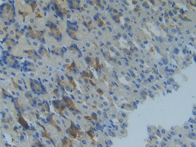 Polyclonal Antibody to Matrix Metalloproteinase 14 (MMP14)