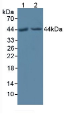 Polyclonal Antibody to Protein O-Fucosyltransferase 1 (POFUT1)