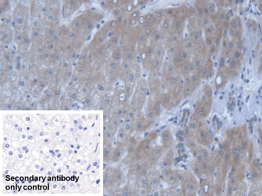 Polyclonal Antibody to Protein O-Fucosyltransferase 1 (POFUT1)