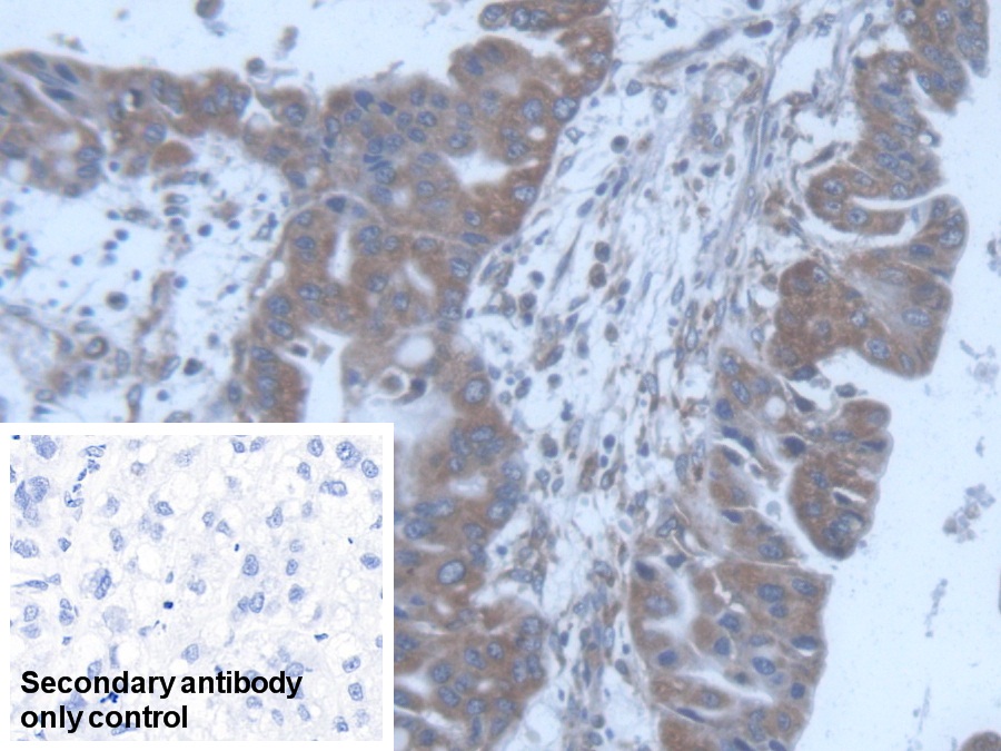 Polyclonal Antibody to Protein O-Fucosyltransferase 1 (POFUT1)