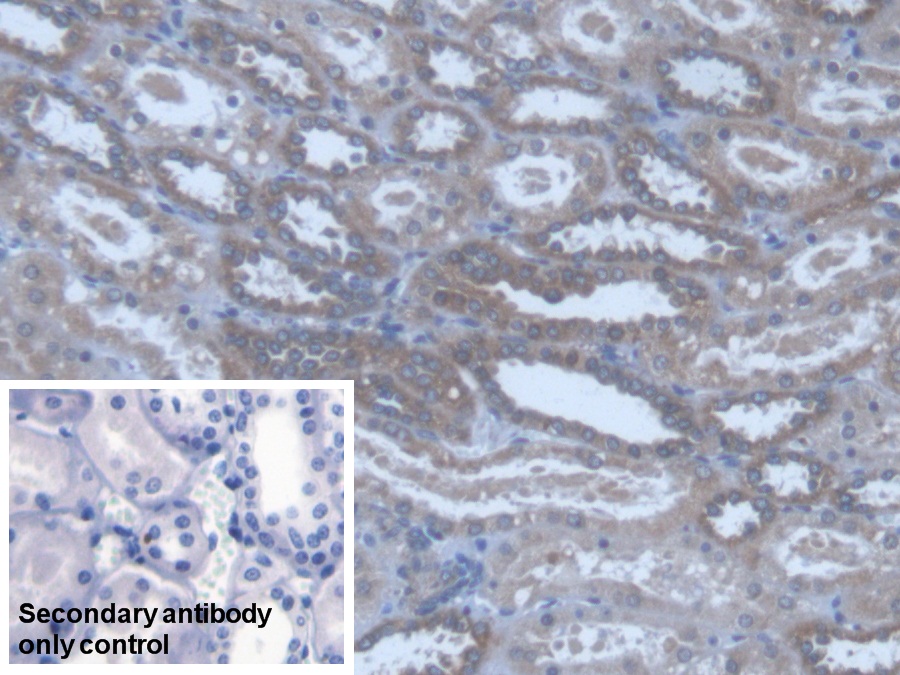 Polyclonal Antibody to Protein O-Fucosyltransferase 1 (POFUT1)