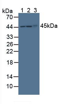 Polyclonal Antibody to Protein O-Fucosyltransferase 1 (POFUT1)