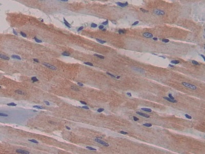 Polyclonal Antibody to Macrophage Inflammatory Protein 1 Gamma (MIP1g)