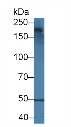 Polyclonal Antibody to Laminin Alpha 4 (LAMa4)