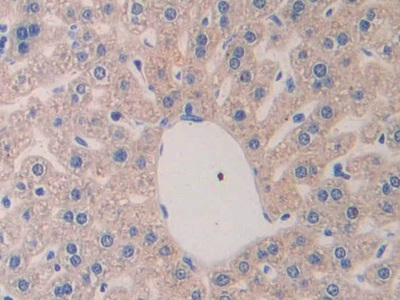 Polyclonal Antibody to Laminin Alpha 4 (LAMa4)