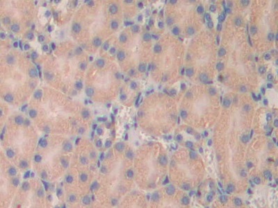 Polyclonal Antibody to Laminin Alpha 4 (LAMa4)