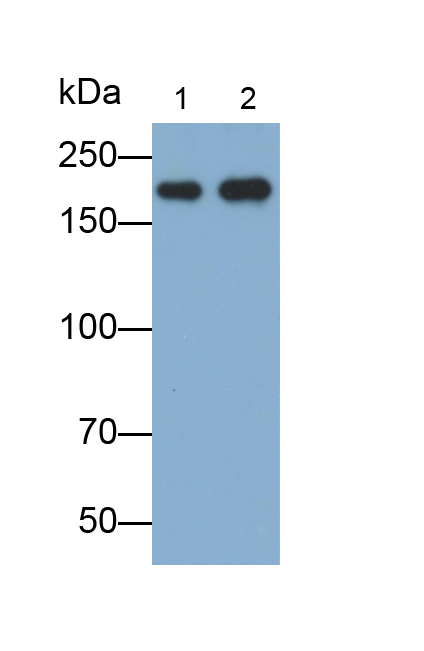 Polyclonal Antibody to Laminin Alpha 4 (LAMa4)