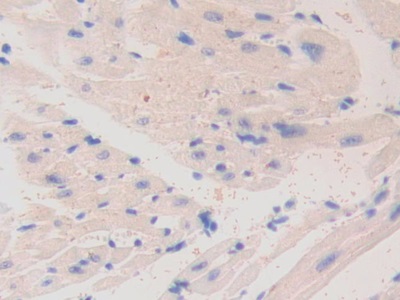 Polyclonal Antibody to Laminin Alpha 4 (LAMa4)