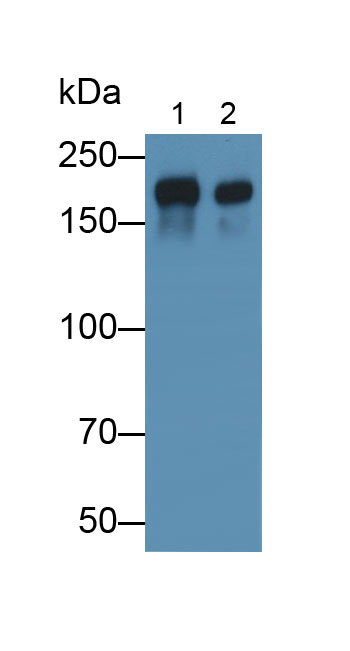 Polyclonal Antibody to Laminin Gamma 1 (LAMC1)