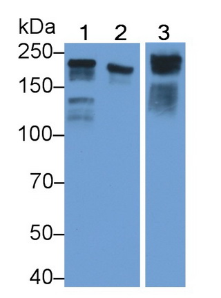 Polyclonal Antibody to Laminin Gamma 1 (LAMC1)