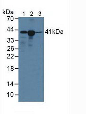 Polyclonal Antibody to Major Histocompatibility Complex Class I C (MHCC)