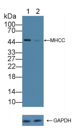 Polyclonal Antibody to Major Histocompatibility Complex Class I C (MHCC)