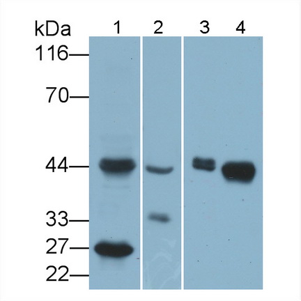 Polyclonal Antibody to Major Histocompatibility Complex Class I C (MHCC)