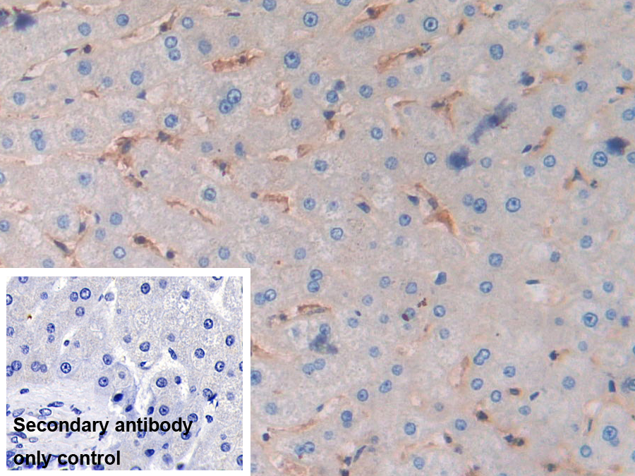 Polyclonal Antibody to Major Histocompatibility Complex Class I C (MHCC)