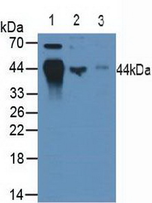 Polyclonal Antibody to Major Histocompatibility Complex Class I B (MHCB)