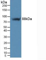 Polyclonal Antibody to Integrin Beta 5 (ITGb5)