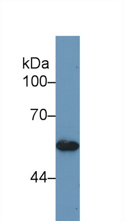 Polyclonal Antibody to Bone Morphogenetic Protein 5 (BMP5)