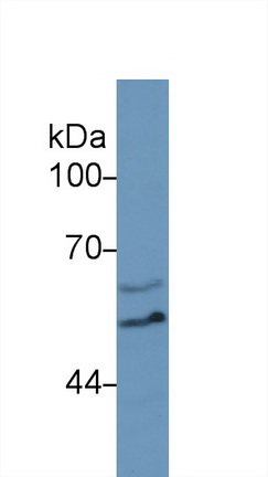 Polyclonal Antibody to Bone Morphogenetic Protein 5 (BMP5)