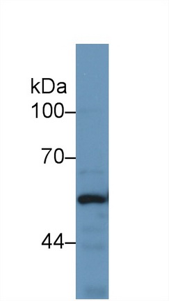 Polyclonal Antibody to Bone Morphogenetic Protein 5 (BMP5)