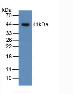 Polyclonal Antibody to Bone Morphogenetic Protein 15 (BMP15)