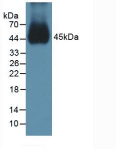 Polyclonal Antibody to Bone Morphogenetic Protein 15 (BMP15)