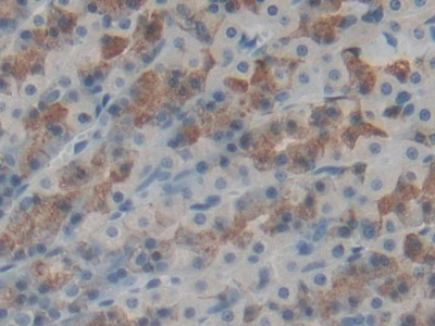 Polyclonal Antibody to Growth Differentiation Factor 1 (GDF1)