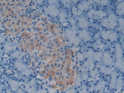 Polyclonal Antibody to Growth Differentiation Factor 1 (GDF1)