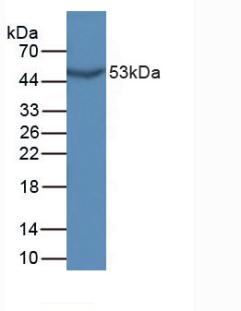 Polyclonal Antibody to Growth Differentiation Factor 10 (GDF10)