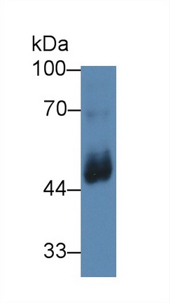 Polyclonal Antibody to Activin A Receptor Type I C (ACVR1C)