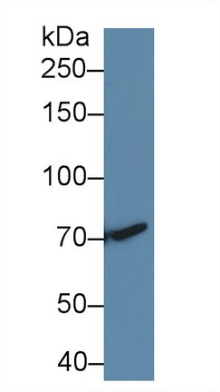 Polyclonal Antibody to Transforming Growth Factor Beta Receptor III (TGFbR3)