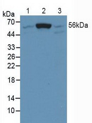 Polyclonal Antibody to SMAD family member 5 (SMAD5)