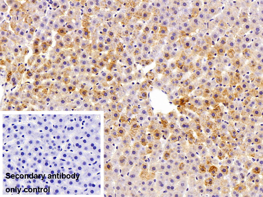 Polyclonal Antibody to SMAD family member 3 (SMAD3)