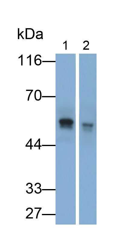 Polyclonal Antibody to Mothers Against Decapentaplegic Homolog 2 (Smad2)