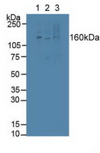 Polyclonal Antibody to Latent Transforming Growth Factor Beta Binding Protein 1 (LTBP1)