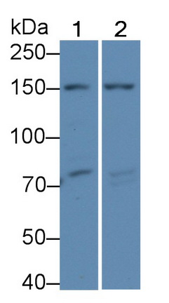 Polyclonal Antibody to Collagen Type IV Alpha 4 (COL4a4)