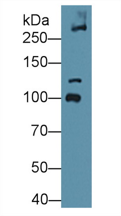 Polyclonal Antibody to Collagen Type VI Alpha 3 (COL6a3)